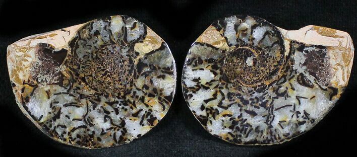 Iron Replaced Ammonite Fossil Pair #27480